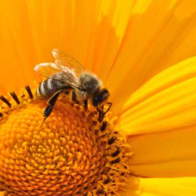 bee-pollen-nectar-yellow-67560.jpeg